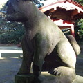 玉崎神社　狛犬