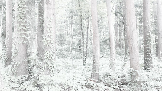 写真: 心理森林
