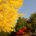 写真: 秋の色合い
