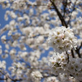 写真: 桜の中で