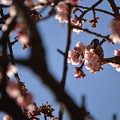 桜に雀
