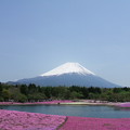 写真: 富士芝桜１１