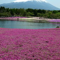 写真: 富士芝桜１２
