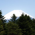 写真: 富士芝桜３１