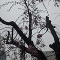 写真: 八王子駅入り口の垂れ桜(2)