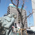 写真: 八王子駅入り口の垂れ桜( ３)