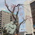 写真: 八王子駅入り口の垂れ桜