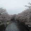 写真: 恩田川の桜なぅ