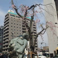 写真: 八王子駅入り口の垂れ桜なぅ