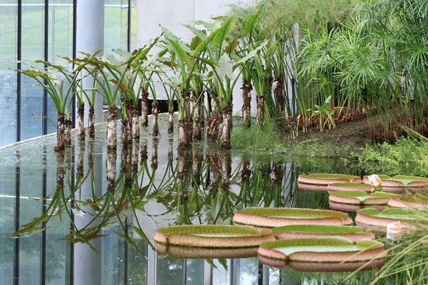 写真: 温室内の池