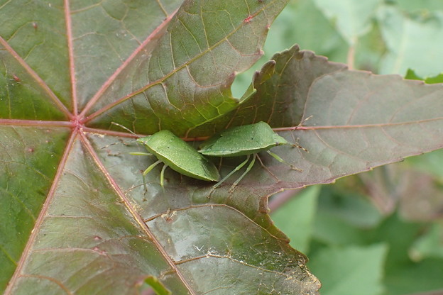 写真: トウゴマの葉にグリーンのカメムシたち