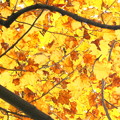 写真: モミジバスズカケノキの黄葉