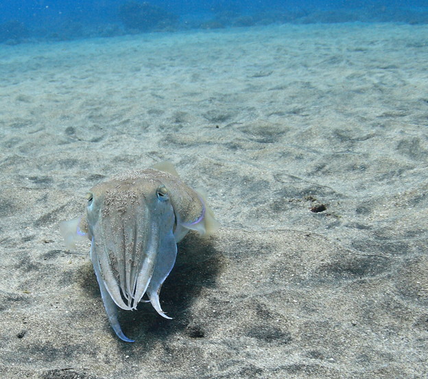 写真: Cuttlefish Frontal