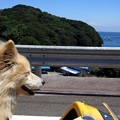 写真: ライダー犬ナナちゃんとサイ...