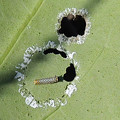 写真: キジョランの葉を食べるアサギマダラ幼虫（豊橋市） (4)