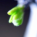 クロウメモドキの芽に齧り付くベニモンカラスシジミの幼虫