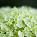 写真: 白い幻想花
