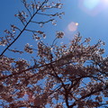 写真: 桜と青い空