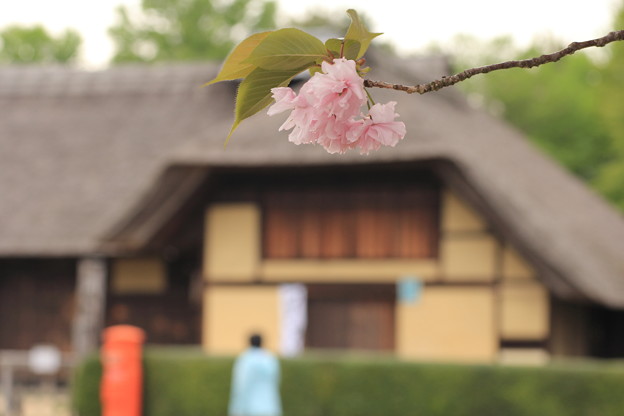 桜と曲がり屋