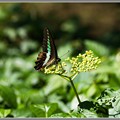写真: 藪枯らしに集う蝶5