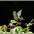 写真: 藪枯らしに集う蝶2