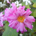 写真: 八重咲きシュウメイギク