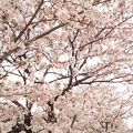 写真: 桜〜満開です……?