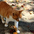 写真: 幸手市権現堂曼珠沙華祭りで出会った猫ちゃん　　平成25年9月29日