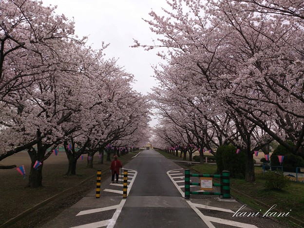 写真: 2013/3/31の桜　（渡良瀬遊水池）