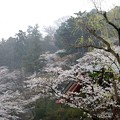 写真: 雨と桜と高幡不動尊