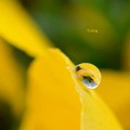 写真: 幸せの黄色い水玉