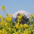写真: 真っ白富士山