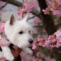 桜のかおり