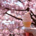 写真: 桜ソフト