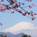 写真: さくら富士
