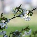 写真: 白い桜