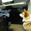 犬とピアノ3