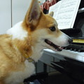 犬とピアノ4