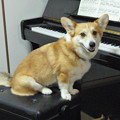 犬とピアノ8