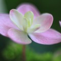 Photos: ふわっと 紫陽花