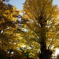 写真: 樹齢八百年の大銀杏