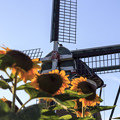 写真: 向日葵と風車