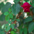 写真: 薔薇　その６