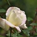 写真: 薔薇　その１１　エルマリート玉