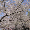 Photos: ポトマック河畔の桜