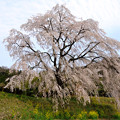竹田市　墓守の桜