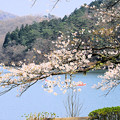 志高湖の桜