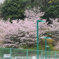 宇曾山テニスクラブの桜