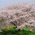 写真: 路傍の桜