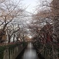 写真: 2013.3.18　目黒川の桜